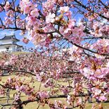 宇都宮城址公園で３月、恒例「桜まつり」　人気の和装体験は今回から予約制に