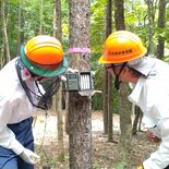 カメラとＡＩ活用しシカ生息密度を調査　リアルタイムで把握、効果的捕獲へ…