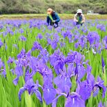 風に揺れる紫の花　カキツバタ出荷が最盛期　那珂川【動画】