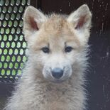 ホッキョクオオカミの子死ぬ　５月に国内初誕生　那須どうぶつ王国、もう１…