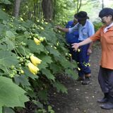 日光・上三依水生植物園でキレンゲショウマ見頃　高山癒やすかれんな黄色い花