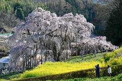 福島の「三春滝桜」満開で見頃
