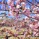 宇都宮城址公園で３月、恒例「桜まつり」　人気の和装体験は今回から予約制に