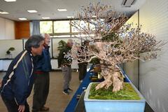 3市町の愛好家 14日まで盆栽展