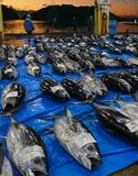 鮮度自慢、生マグロずらり