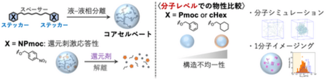 低分子コアセルベートの内部構造を分子レベルで解明