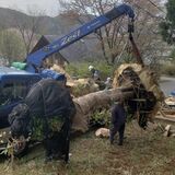 東京の桜、日光で命つなぐ　伐採危機、小坂さんが引き取り自宅へ移植　「環境考えるきっかけに」