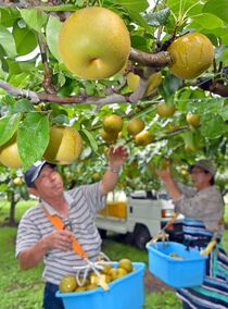 ナシの収穫最盛期　芳賀