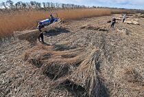 ヨシ刈り最盛期