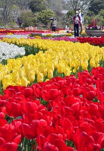 チューリップ満開　足利