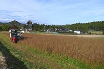 板荷地区で「鹿沼在来そば」収穫