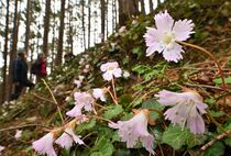 イワウチワ見頃　那珂川