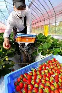 収穫期を迎えた「なつおとめ」