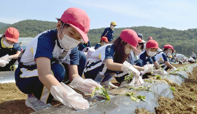 真剣なまなざしで苗を植える児童ら