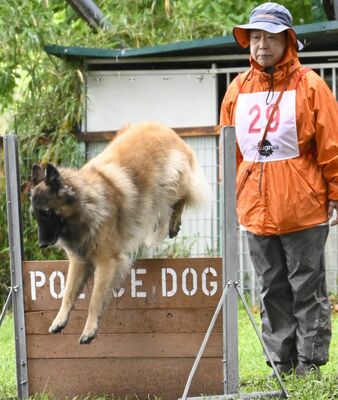 障害物を飛び越える出場犬＝６日午後、下野市中大領

