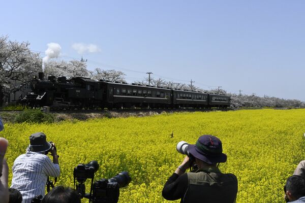 ＳＬ、桜、菜の花の競演にシャッターを切る人たち