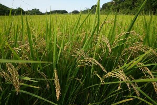 　埼玉県北本市の水田の稲穂