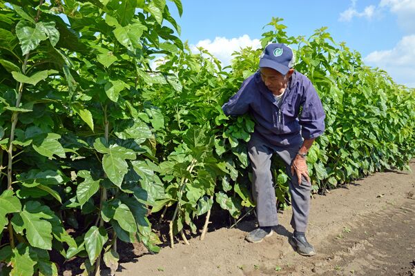 東島田の畑でテスト栽培中の桑の苗