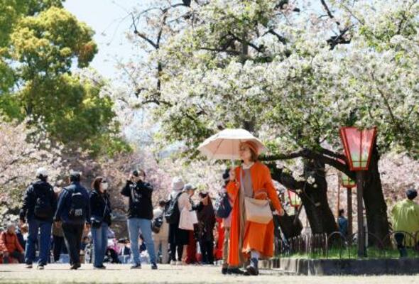 大阪市北区の造幣局で開かれた「特別観桜会」で、桜を楽しむ人たち=8日午前