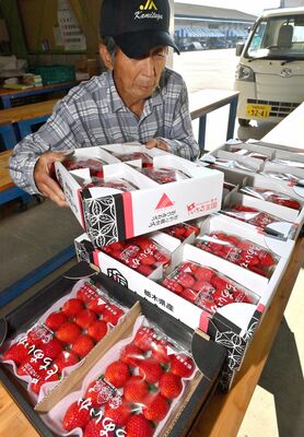 出荷されるイチゴ「とちあいか」＝2023年10月、鹿沼市