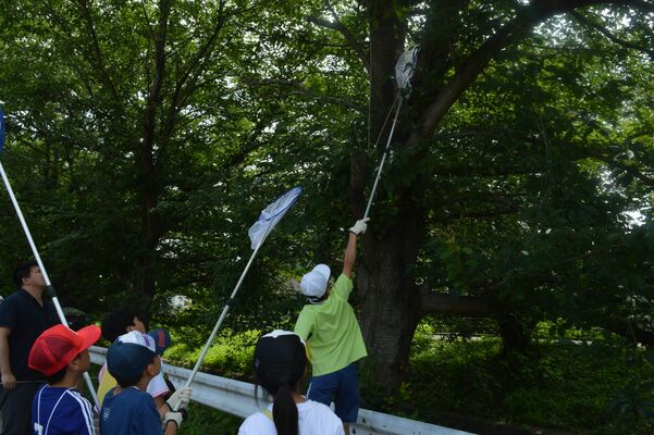 クビアカツヤカミキリを捕獲する子どもたち
