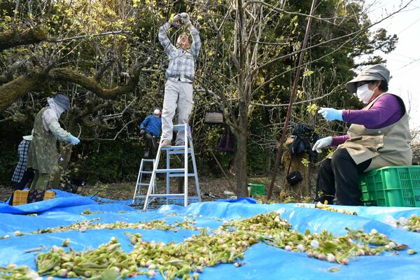 ナシの人工授粉で使用する花粉の採取作業