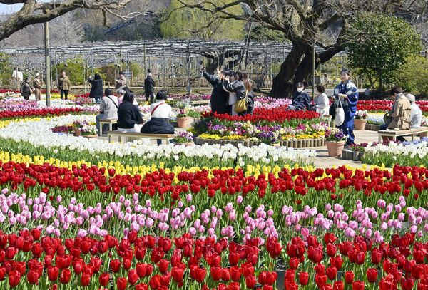見頃を迎えた色とりどりのチューリップ＝18日午後１時５分、足利市迫間町