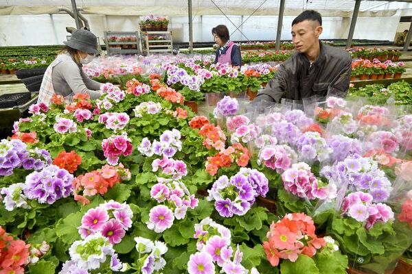 温室で出荷を待つ色とりどりのプリムラ・オブコニカ=6日午前9時10分、宇都宮市古田町