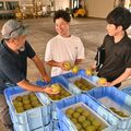 甘さ十分、シャリ感味わって 芳賀でハウス栽培の「幸水」初集荷