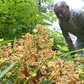 ナラタケに寄生する「ツチアケビ」が見頃　群生珍しく9月ごろの赤い実も期待　塩谷・高橋さん所有の山林　