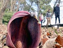 県北地域に春の訪れ　大田原の群生地でザゼンソウ開花　市の天然記念物、名…