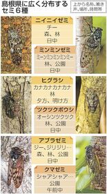 猛暑でセミの声減った？　そもそも一日中は鳴いてない　種で異なる時間帯、…