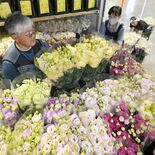 足利でトルコギキョウの出荷ピーク　父の日のプレゼントにも