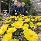 大田原・笠石神社でフクジュソウ見頃　早春の訪れ告げる「鮮やかな黄色」
