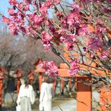 青空の下、梅が開花　「早咲きはほぼ満開」　佐野の朝日森天満宮