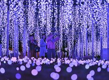 圧倒的な演出に感嘆の声　足利の日本三大イルミ今年も　あしフラに「光の花の庭」
