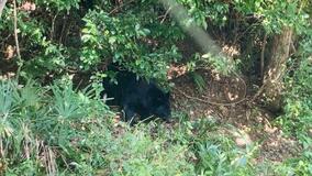 クマ、栄養状態良好でも人里出没