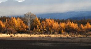 色づくカラマツの紅葉　奥日光の小田代原