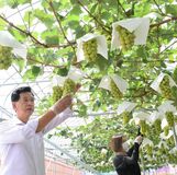 那須高原を名産地に　シャインマスカットの直売所オープン