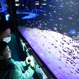 熱帯魚２千匹キラキラ泳ぐ　なかがわ水遊園で恒例「星空に輝く魚たち」21日まで
