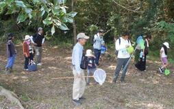 クロコムラサキ 児童らが観察会