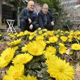 大田原・笠石神社でフクジュソウ見頃　早春の訪れ告げる「鮮やかな黄色」
