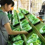 道の駅もてぎ「シャインマスカットまつり」に行列　房売り倍増、スイーツ充実もほぼ完売