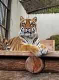 国内最高齢のトラ死ぬ、長野