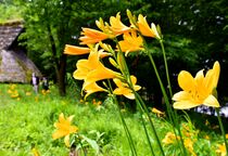 宇都宮でニッコウキスゲ見頃