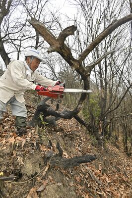 幹の根元が焦げ立ち枯れした樹木を伐採する会員＝19日午前９時５５分、足利市本城１丁目