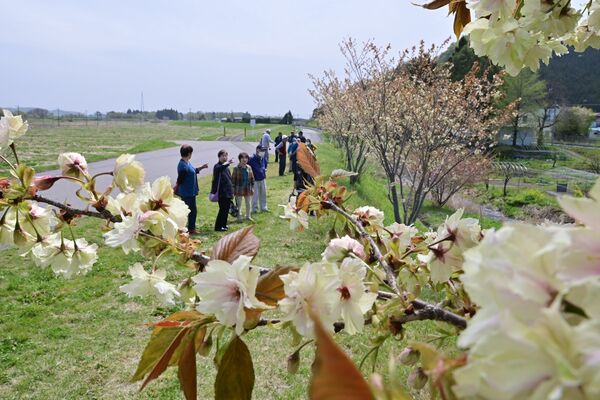 見頃となった黄桜
