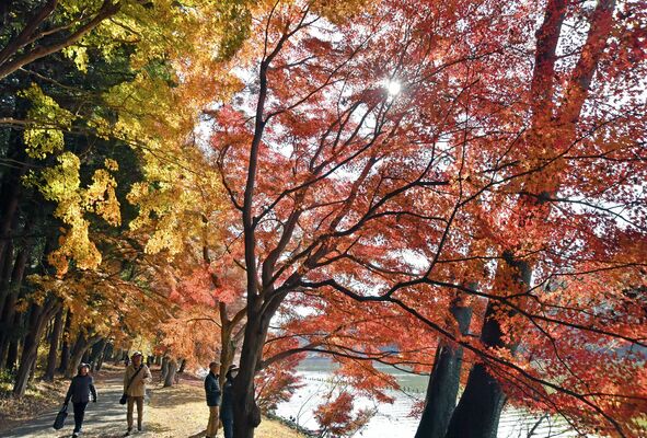 井頭公園の水辺を彩る紅葉