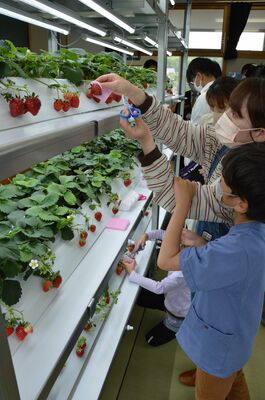 室内栽培のイチゴを摘み取る参加者