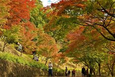 足利・織姫公園もみじ谷で紅葉見頃　陽光に映える赤や黄色